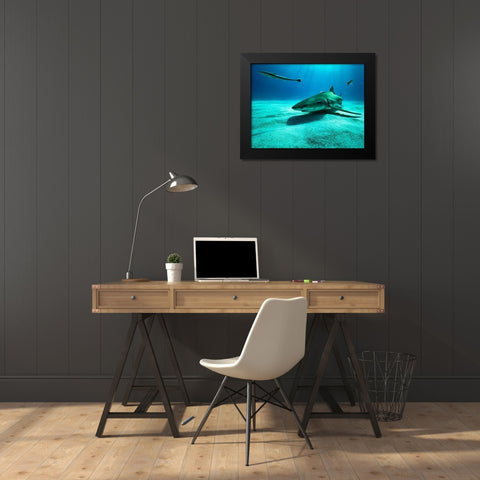The Lemon Shark Black Modern Wood Framed Art Print by Melesan, Serge