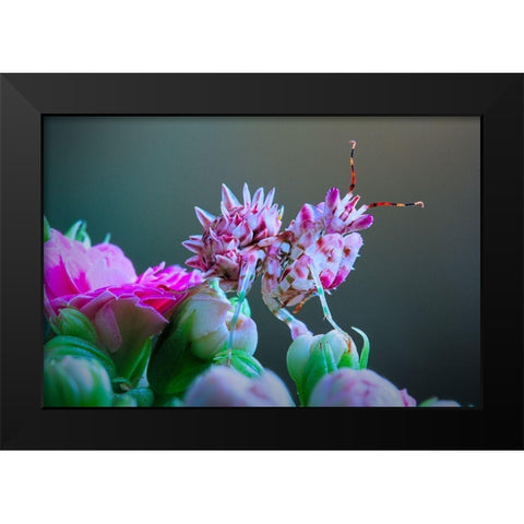 Flower Power 3 Black Modern Wood Framed Art Print by Hoffman, Jimmy