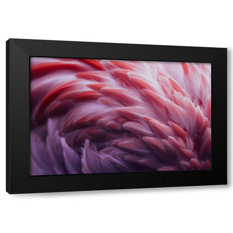 Flamingo Black Modern Wood Framed Art Print by Beata, Angyalosi