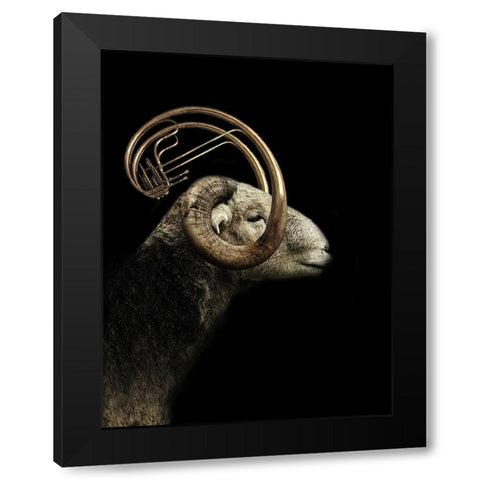 Big Horn Sheep Black Modern Wood Framed Art Print with Double Matting by Hummel, Jeffrey