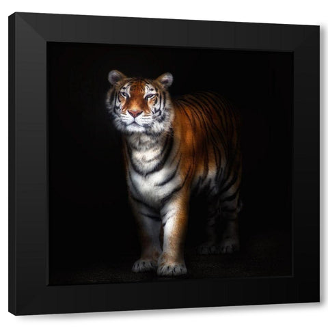 Tiger Portrait Ii Black Modern Wood Framed Art Print with Double Matting by Pascual Buye, Santiago