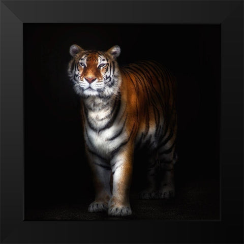 Tiger Portrait Ii Black Modern Wood Framed Art Print by Pascual Buye, Santiago