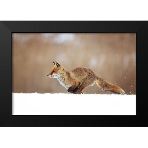 Red Fox Black Modern Wood Framed Art Print by Zygmunt, Milan