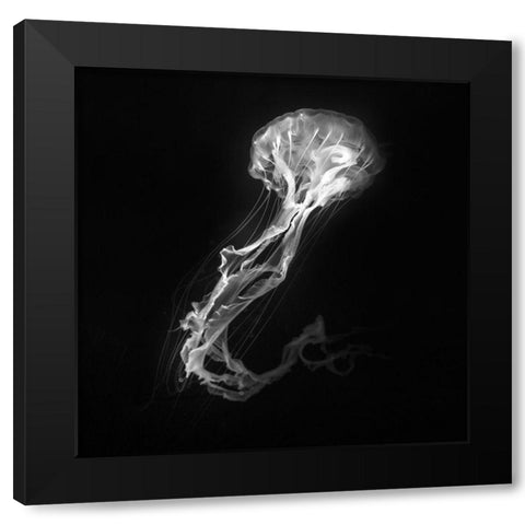 Jelly Fish Dance Black Modern Wood Framed Art Print by Bunjamin, Antonyus