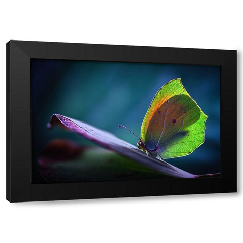 La Cleopatra Black Modern Wood Framed Art Print with Double Matting by Hoffman, Jimmy