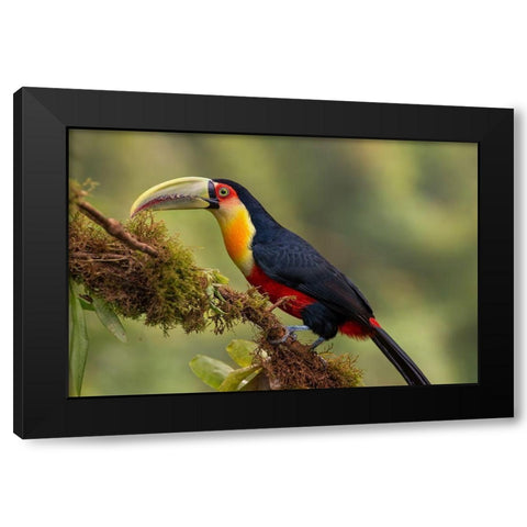 Red-Breasted Toucan Black Modern Wood Framed Art Print by Galus, Piotr