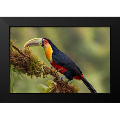 Red-Breasted Toucan Black Modern Wood Framed Art Print by Galus, Piotr