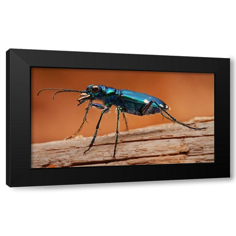 Tiger Beetle Black Modern Wood Framed Art Print by Schlaf, Christopher