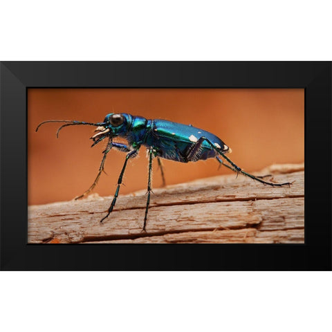Tiger Beetle Black Modern Wood Framed Art Print by Schlaf, Christopher