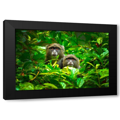 Blue Monkey Black Modern Wood Framed Art Print with Double Matting by Zygmunt, Milan