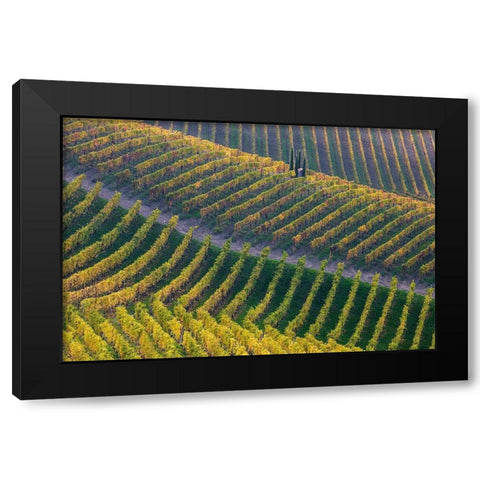 Vineyards Black Modern Wood Framed Art Print by Carozzi, Fiorenzo