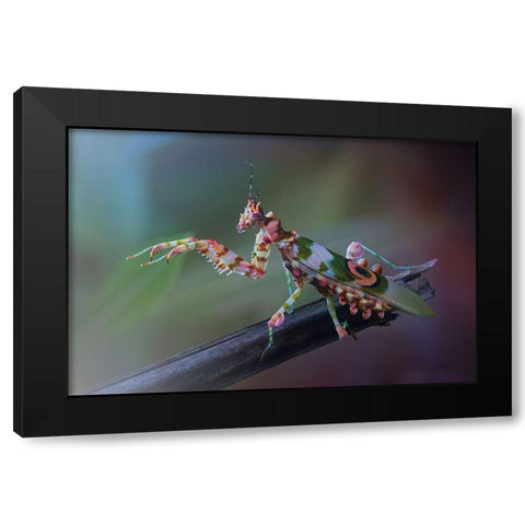 9 Black Modern Wood Framed Art Print by Hoffman, Jimmy