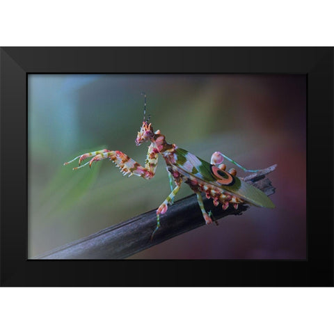 9 Black Modern Wood Framed Art Print by Hoffman, Jimmy