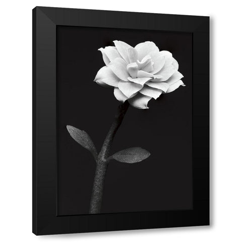 White Flower Black Modern Wood Framed Art Print with Double Matting by Kustas, Anders