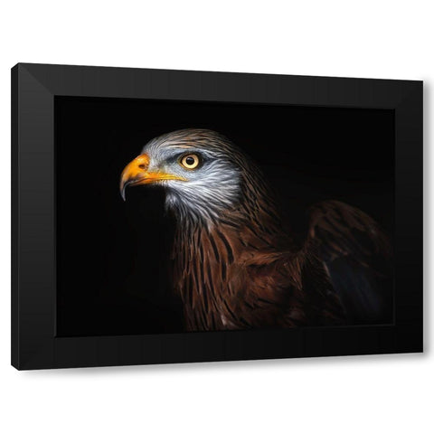 Red Kite Portrait Ii Black Modern Wood Framed Art Print by Pascual Buye, Santiago