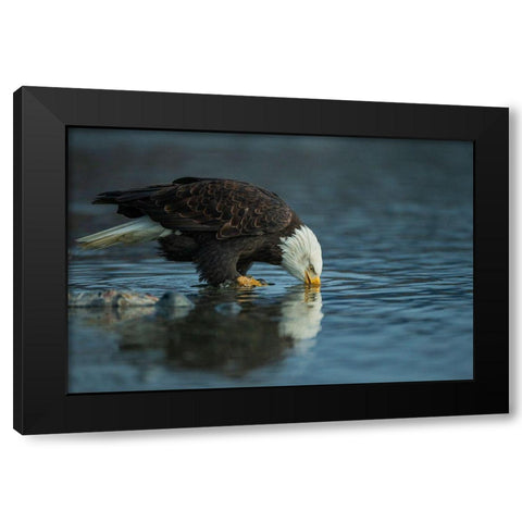 Bald Eagle Drink Black Modern Wood Framed Art Print by Ferraro, Valerio