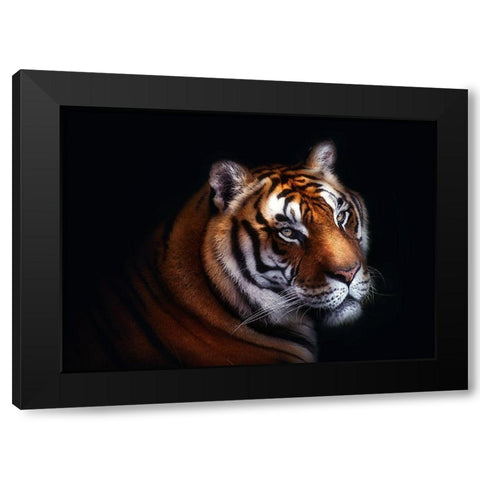 Tiger Black Modern Wood Framed Art Print with Double Matting by Pascual Buye, Santiago