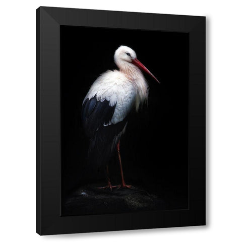 White Stork Portrait Black Modern Wood Framed Art Print with Double Matting by Pascual Buye, Santiago