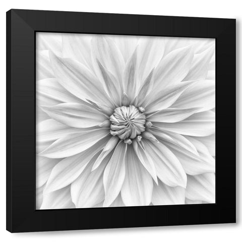 Hamari Gold In Monochrome Black Modern Wood Framed Art Print by Gronkjar, Lotte