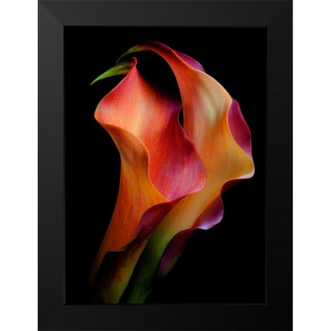 Tenderness Black Modern Wood Framed Art Print by Kinney, Jon