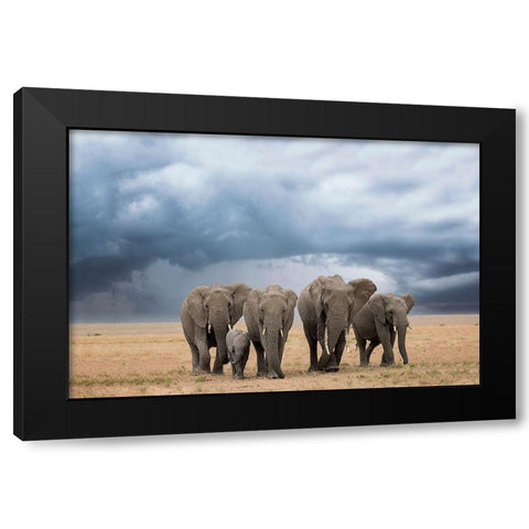 Elephant Walk Black Modern Wood Framed Art Print with Double Matting by Doyle, Renee