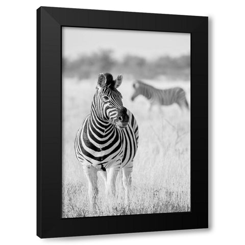 Zebra Bw Black Modern Wood Framed Art Print by Bertsch, Hannes