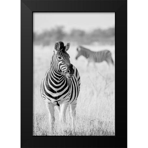 Zebra Bw Black Modern Wood Framed Art Print by Bertsch, Hannes