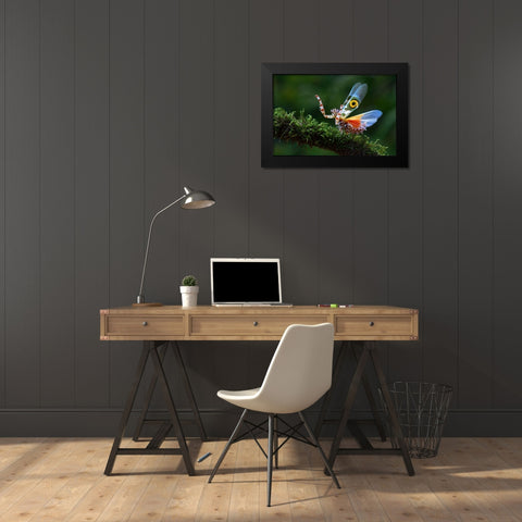 Defence Display 2 Black Modern Wood Framed Art Print by Hoffman, Jimmy