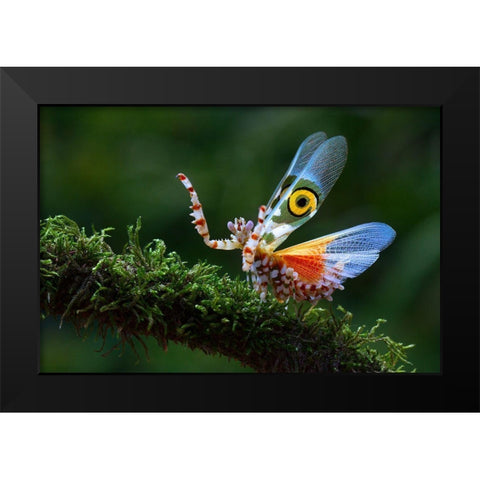 Defence Display 2 Black Modern Wood Framed Art Print by Hoffman, Jimmy