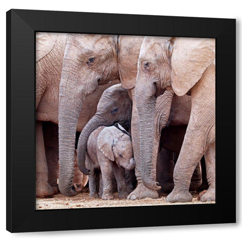 Family Black Modern Wood Framed Art Print with Double Matting by Pearce, Robert