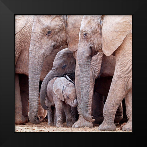 Family Black Modern Wood Framed Art Print by Pearce, Robert