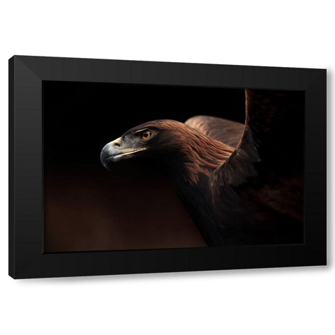 Golden Eagle Portrait Black Modern Wood Framed Art Print with Double Matting by Itoyama, Eiji