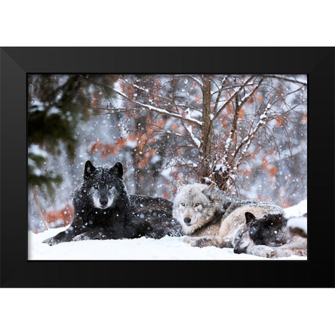 Family Portrait Black Modern Wood Framed Art Print by Itoyama, Eiji