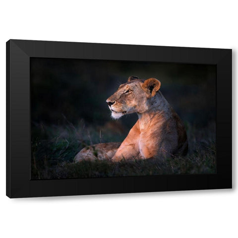 Lone Lioness Black Modern Wood Framed Art Print by Ortega, Xavier