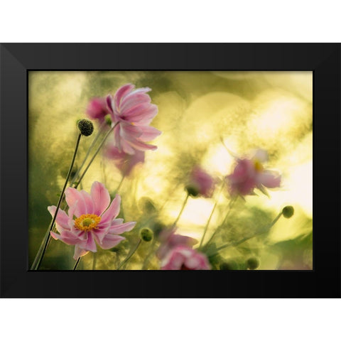 Dance Of The Flowers Black Modern Wood Framed Art Print by Moore, Steve