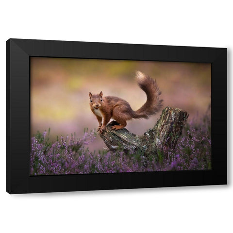 Above The Heathers Black Modern Wood Framed Art Print by O Mahony, Kieran