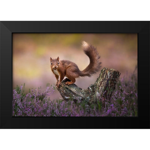 Above The Heathers Black Modern Wood Framed Art Print by O Mahony, Kieran