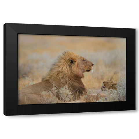 Male Lion With Cub Black Modern Wood Framed Art Print by Ozmen, Ozkan