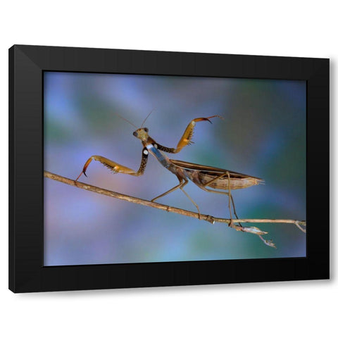 Mantis Religiosa Black Modern Wood Framed Art Print by Hoffman, Jimmy