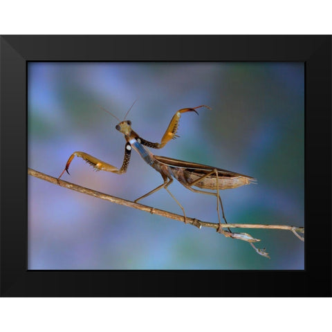 Mantis Religiosa Black Modern Wood Framed Art Print by Hoffman, Jimmy