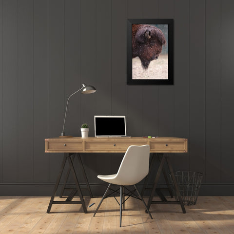 Bison In Winter Black Modern Wood Framed Art Print by Ozmen -, Ozkan
