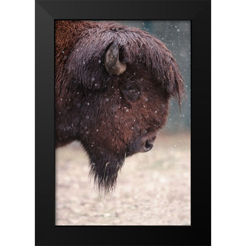 Bison In Winter Black Modern Wood Framed Art Print by Ozmen -, Ozkan