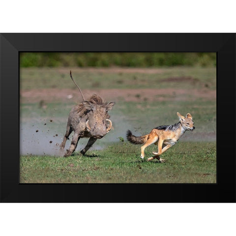 Warthog Vs Jackal Black Modern Wood Framed Art Print by Ortega, Xavier