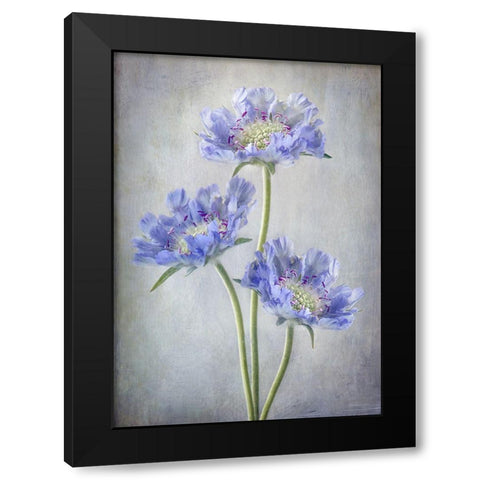 Scabiosa Black Modern Wood Framed Art Print with Double Matting by Disher, Mandy