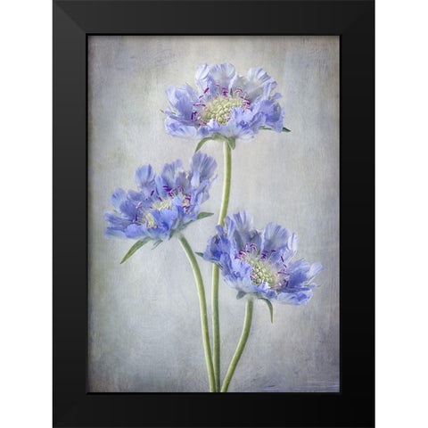 Scabiosa Black Modern Wood Framed Art Print by Disher, Mandy