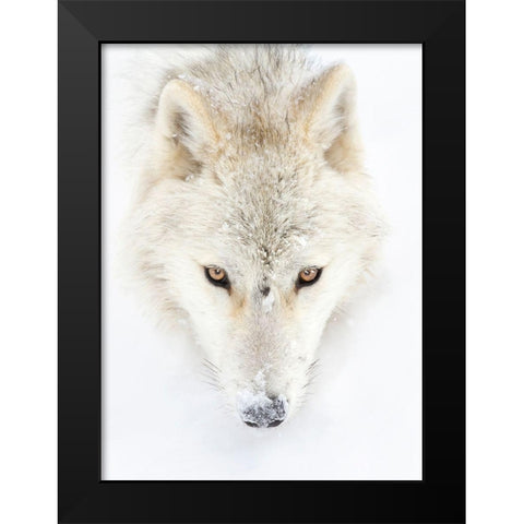 Arctic Wolf Closeup Black Modern Wood Framed Art Print by Cumming, Jim