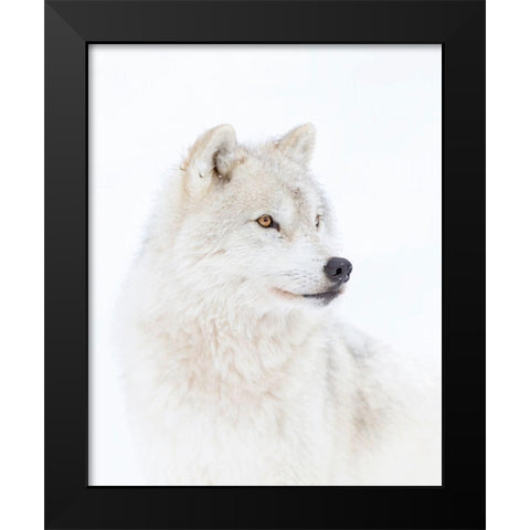 Portrait Of An Arctic Wolf Black Modern Wood Framed Art Print by Cumming, Jim