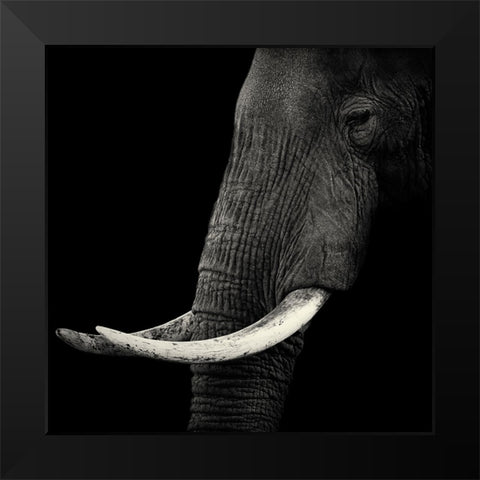 Elephant Profile Black Modern Wood Framed Art Print by Bertsch, Hannes