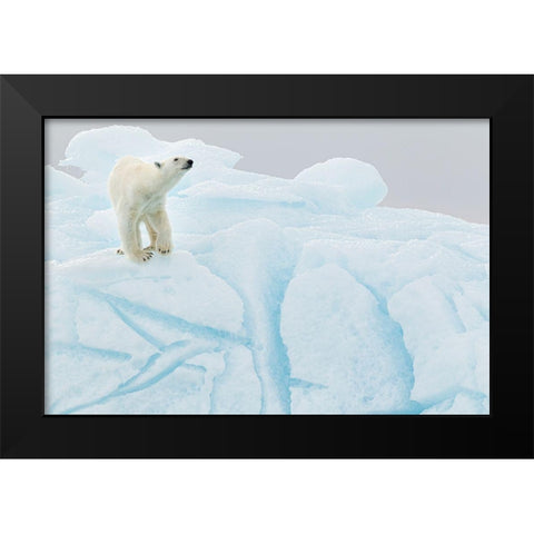 Polar Bear On Iceberg Black Modern Wood Framed Art Print by Gil Raga, Joan