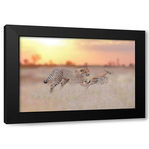 Cheetah Hunting A Gazelle Black Modern Wood Framed Art Print with Double Matting by Ozmen, Ozkan